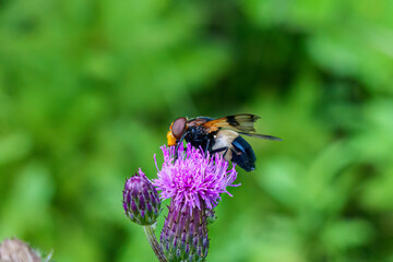 A macro shot of a female hoverfly Volucella pellucens seen nectaring on a thistle flower in late summer