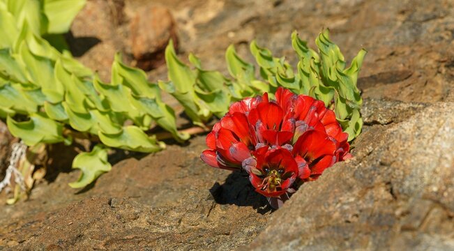 Vibrant small red bomarea ovallei flower growing on a rocky terrain