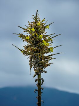 Vertical shot of puya chilensis growing in a meadow with a blurry background