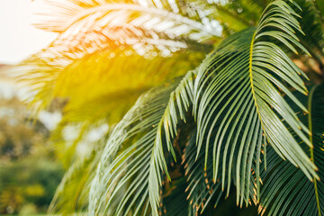 Copy space of blur green palm leaf tree with bokeh sun ligth abstract texture background. Ecology...