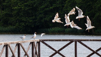 sitzende und fliegende Möven an einem Geländer vor Seenlandschaft