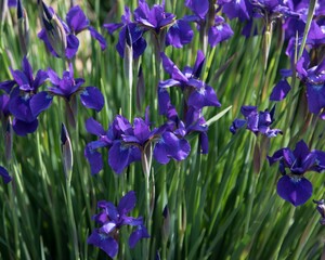 Closeup shot of blooming purple iris flowers on a field