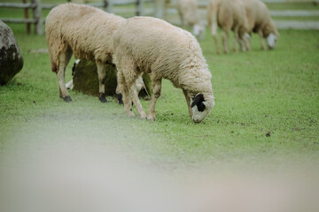 sheep and lamb