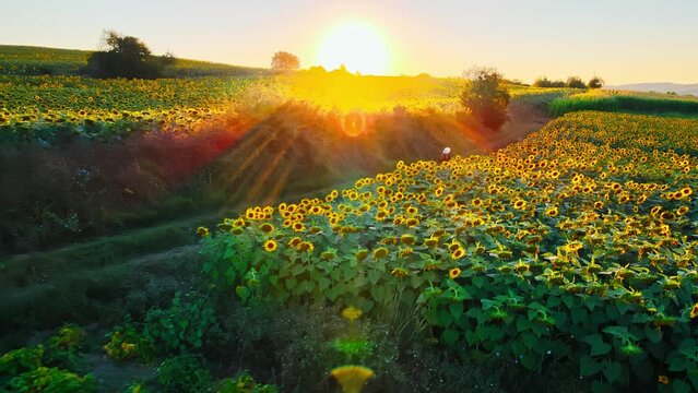 Drone scene of a girl walking in amazing sunflower farm at sunset
