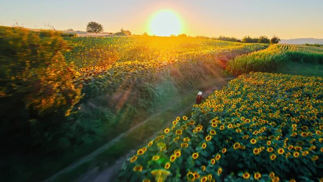 Drone scene of a girl happily walking in amazing sunflower farm at sunset