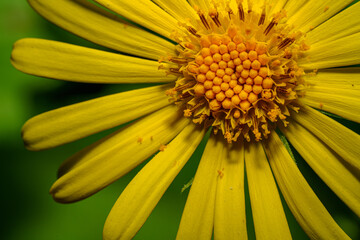 Frühlingsmargerite_Makro