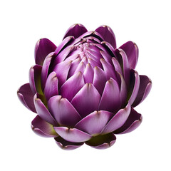 Fototapeta premium purple artichoke against transparent backround