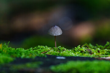 Mycena galopus, known as the milking bonnet or the milk-drop mycena, wild mushroom