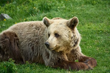 Obraz premium Brown bear in its natural habitat, a bear sanctuary in Arosa, Switzerland