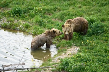 Obraz na płótnie Canvas Two brown bears swimming in a lake in a bear sanctuary in Arosa, Switzerland