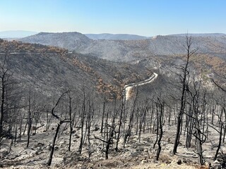 Land after recent wildfire. Dead forest, barren of plants mountains with burned trees trunks. Roads...
