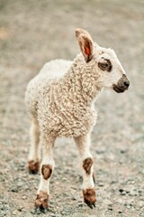 Fototapeta premium Vertical shot of a lamb in a field under the sunlight with a blurry background