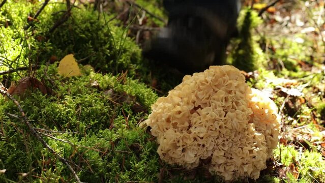 Video: A wild edible fungus Wood Cauliflower (Sparassis crispa) growing in the forest. It has a yellowish creamy wavy surface. A mushroom hunter comes and picks it.
