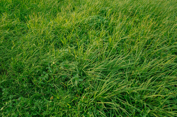 green grass texture