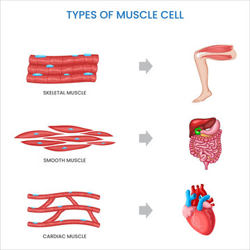Types of muscle cells include skeletal, smooth, and cardiac muscles, each specialized for different functions in the body's movement and organ control.