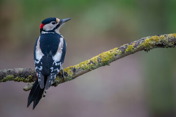 Great Spotted Woodpecker on a perch