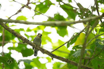 Silver-breasted Broadbill are feeding baby in bird net