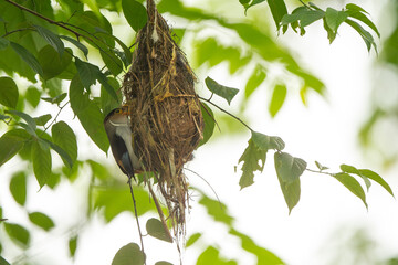 Silver-breasted Broadbill are feeding baby in bird net