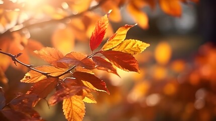 Naklejka na ściany i meble Beautiful autumn leaves in sunlight. Nature background with bokeh effect