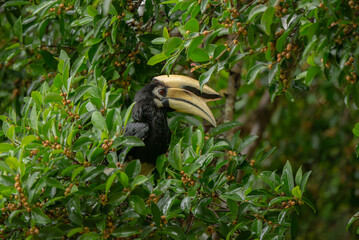 Oriental Pied Hornbill are feeding on rain forest in Thailand