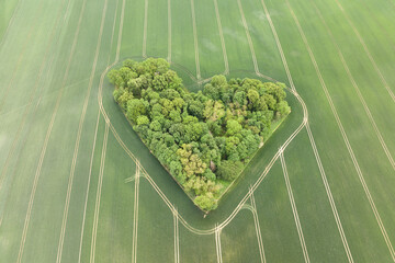 Aerial drone view of heart-shaped  forest surrounded byg reen blooming  field in Poland. Trees of love, Heart made of trees
