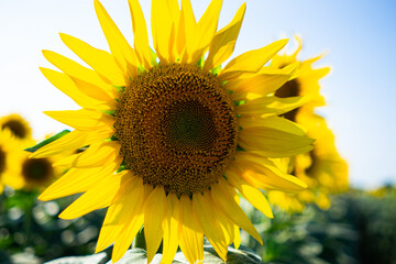 Beautiful sunflower on a sunny day with a natural background. Selective focus. High quality photo