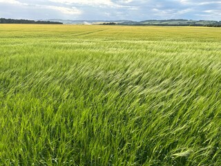 View of barley field in the wind in Scotland, UK