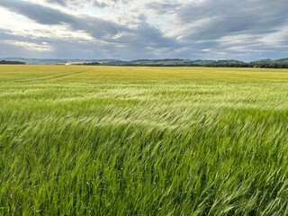 Fototapeta premium View of barley field in the wind in Scotland, UK