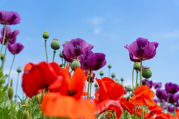 Obraz premium Amazing spring red and pink poppy field landscape against colorful sky and light clouds