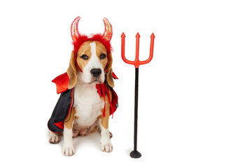 A beagle dog with devil horns, a red and black cape and a trident as a funny Halloween costume on a...