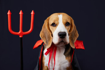 A beagle dog in a red and black cape and a trident as a costume for carnival or Halloween on a...
