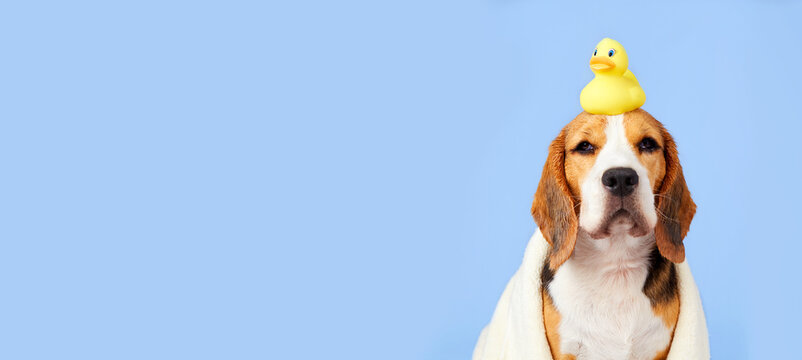 Cute beagle dog is covered with a white towel after bathing on a blue isolated background. Pet grooming concept. Banner. Copy space.