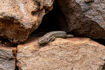 Close-up of a european wall lizard on sandstone rock
