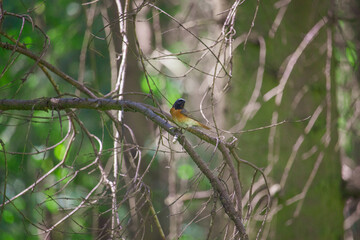 A bird on a branch