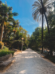 Obraz premium palm trees in the park