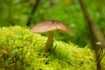 A mushroom growin on a mound with moss