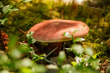 A beautiful mushroom with pretty lighting