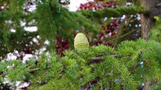 Tree branch of Atlas cedar with cones and green summer needles