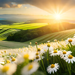 sunset over the field