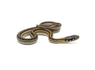 Plains Garter Snake Isolated on White