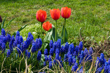 tulips a beautiful decoration of any garden