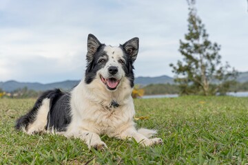 Cheerful Border Collie dog sprawled out on the lush grass at the edge of the beach
