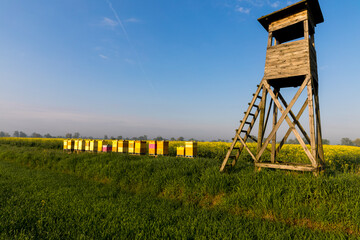A hunting ambush next to a bee apiary with a blooming rapeseed field in the background.