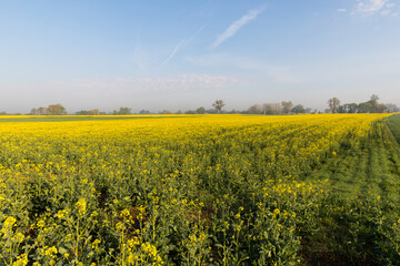 A field of blooming rapeseed in the glow of the rising sun.