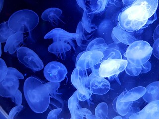 jelly fishes in the aquarium