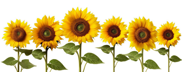 Group of beautiful sunflowers on horizontal view isolated on transparent background, PNG file. Row of different sunflowers, floral banner.