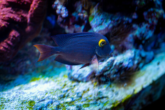 Close-up of a blue fish with a yellow spot around the eye Ctenochet yellow-eyed surgeon. (Ctenochaetus strigosus)