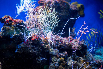 Fototapeta na wymiar Different corals in the underwater world.