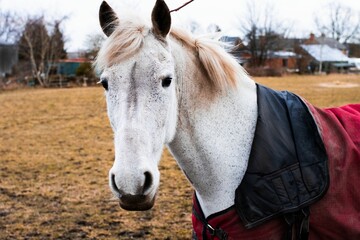 White horse in an outdoor setting with a warm red blanket.