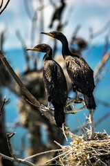 Great Cormorant (Phalacrocorax carbo) birds perched on a tree branch in a natural outdoor setting